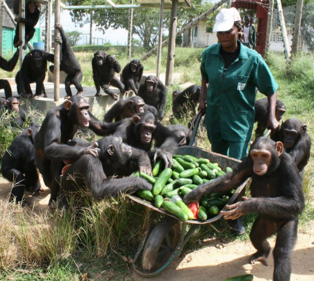 Tchimpounga Sanctuary